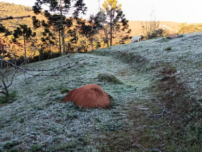 Madrugada gelada: SP registra mínimas de até 1,2°C e capital deve chegar aos 7°C nesta terça