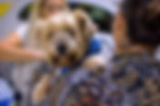 Programa Castra+SP: Cotia terá ação gratuita de castração de cães e gatos