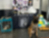 Embu das Artes: Cão Thor do 5ºBAEP localiza "refinaria" do tráfico com 71 kg de drogas