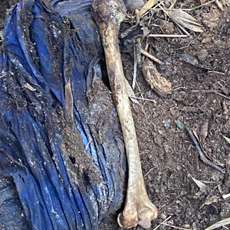 Romu encontra covas e ossada humana em trilha de mata em Cotia