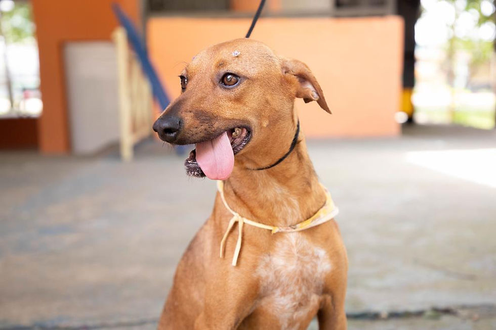 Barueri e cidades vizinhas realizam circuito de feiras de adoção de cães e gatos em agosto