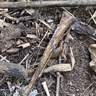 Romu encontra covas e ossada humana em trilha de mata em Cotia