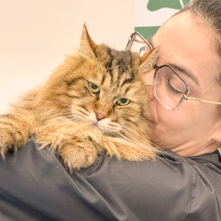 Cat Experience: Exposição de gatos exóticos acontece neste fim de semana