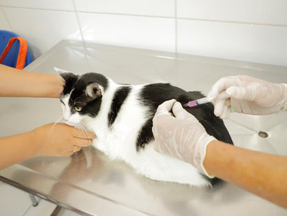 Prevenção: Barueri divulga agenda de junho para vacinação contra a raiva de cães e gatos