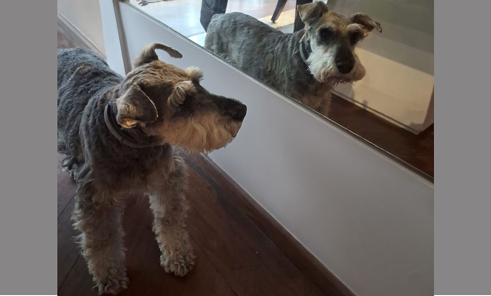 Shopping promove encontro de Schnauzers neste domingo
