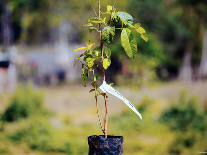 Cotia Mais Verde: Prefeitura entrega mudas grátis de árvores nativas e frutíferas na sua casa