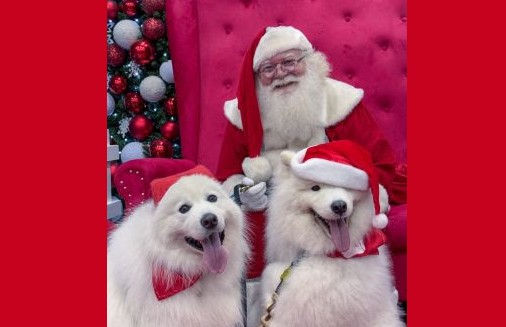 Butantã Shopping promove Encontro de Samoieda neste domingo (21) com uma animada "cãominhada"