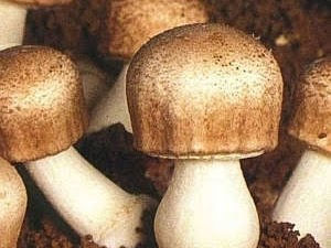 Avaliação in vivo da qualidade protéica do
champignon do Brasil (Agaricus brasiliensis Wasser et al.