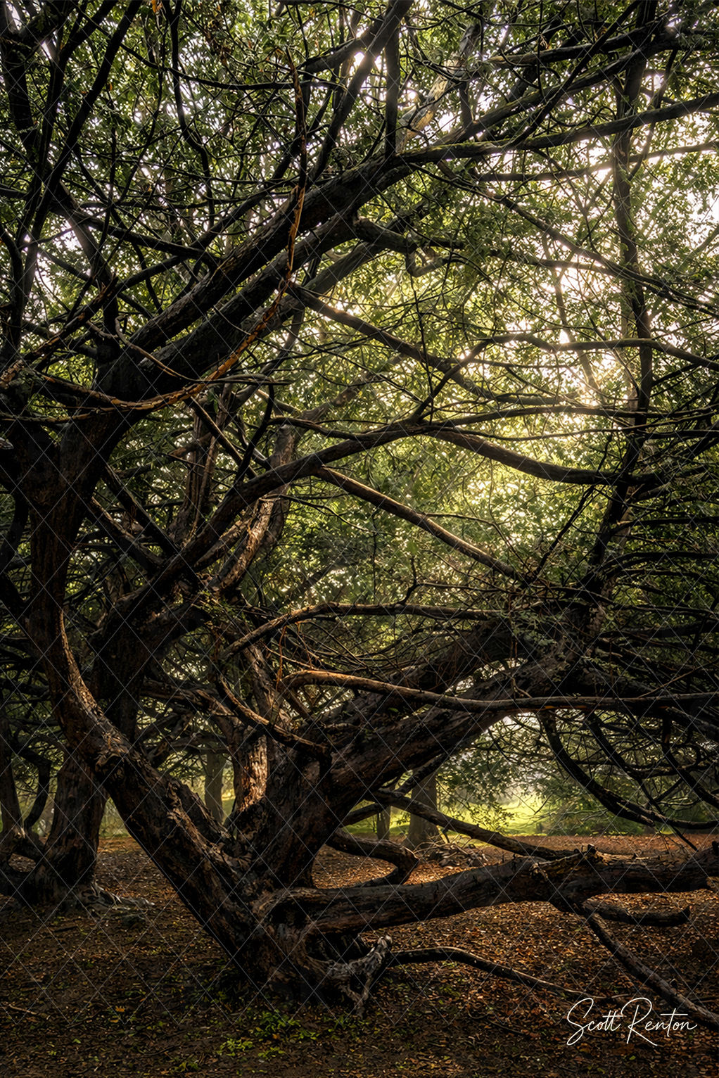 Rooted in Light - Threads of Sunlight