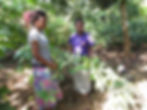Family garden