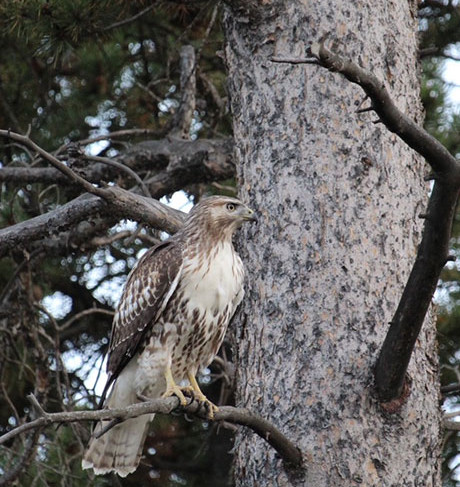 A hawk sitting on a branch in a tree