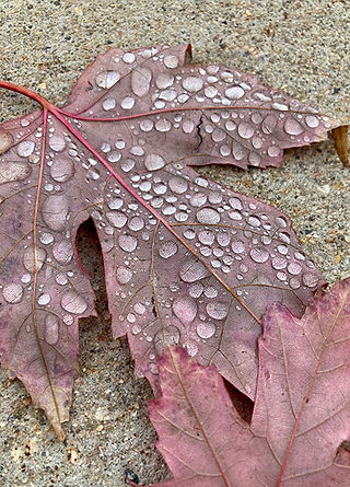 Raindrops on a red leaf