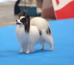 Griffin Aleksandr Usyk