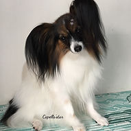 Charlie.jpg