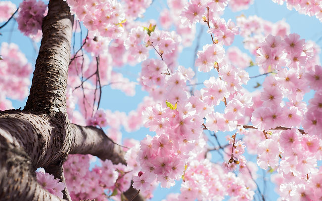 Spring menu header.jpeg
