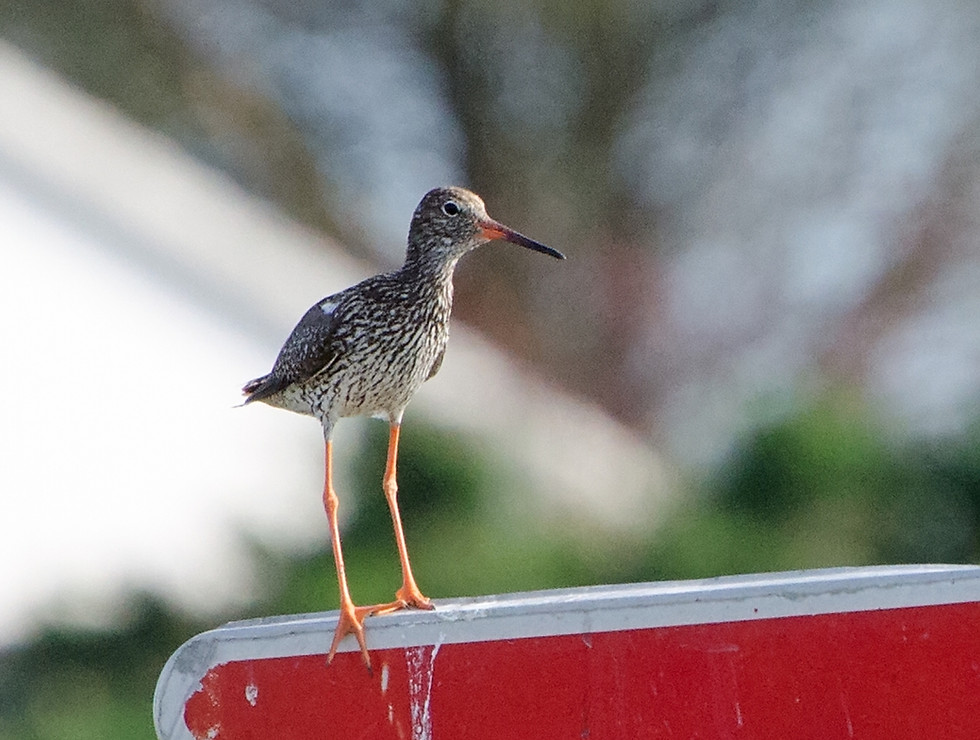 Redshank