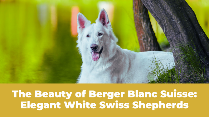 Unveiling the Elegance of the Berger Blanc Suisse: A Guide to the Graceful White Swiss Shepherd
