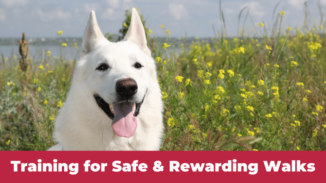 Training for Safe & Rewarding Walks with Your Dog