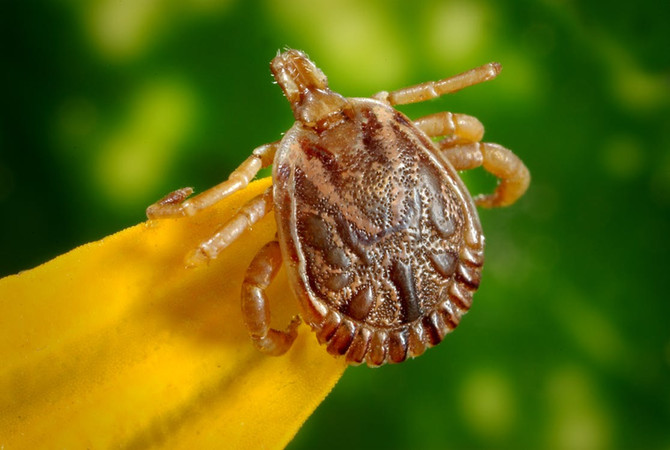 Does Your Dog Have Lyme Disease?