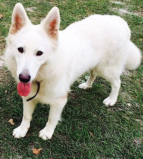 Berger Blanc Suisse
