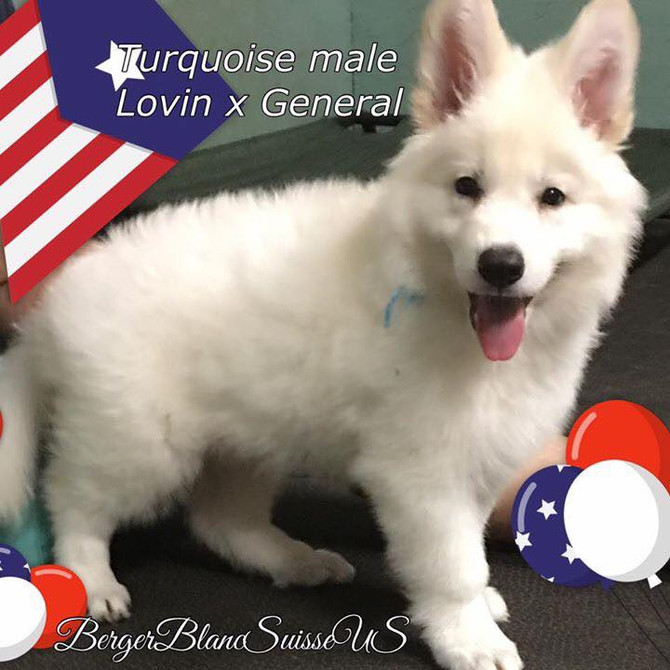 Berger Blanc Suisse vs. White Shepherds