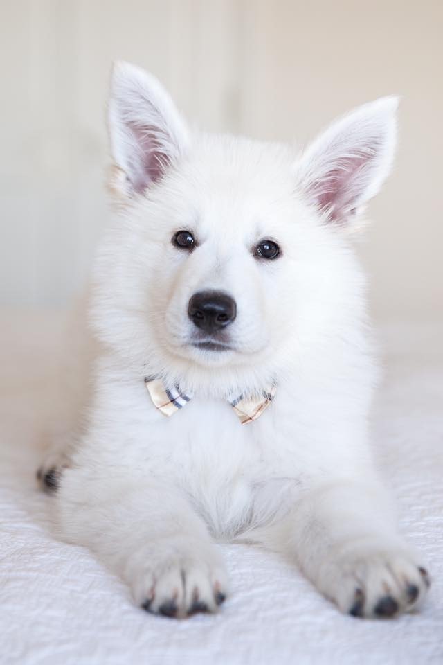 Berger Blanc Suisse Puppies for Sale