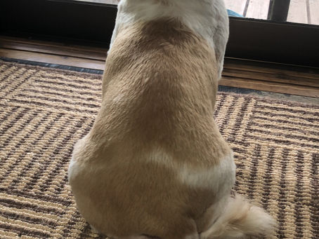 美容師が真剣に犬のカットをしてみた結果、、、