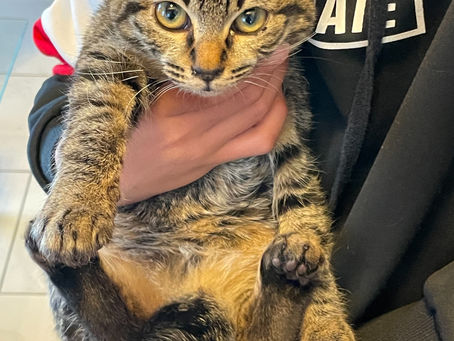 可愛い猫ちゃんの飼い主募集(^ ^)
