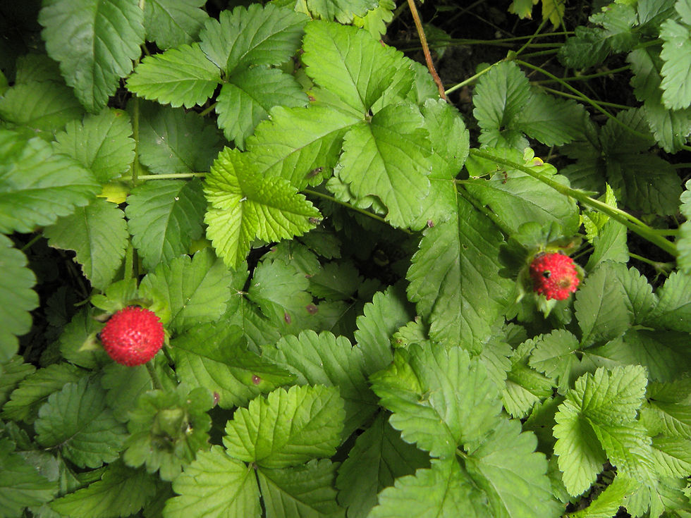 Scheinbeeren sehen alles