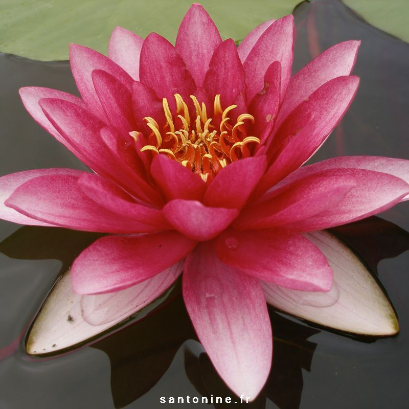 nymphaea-attraction.jpg