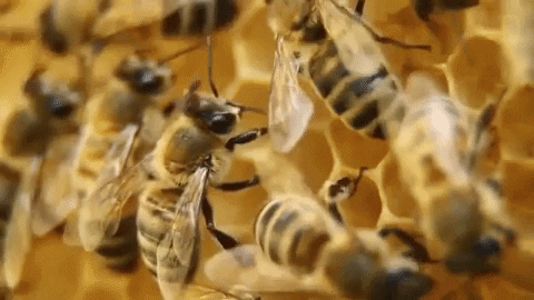 bees.gif