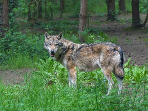 Ein Wolf in der Wildnis, der ruhig beobachtet