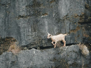 Zicklein auf einem Felsvorsprung im Hochgebirge