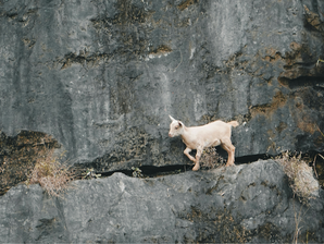 Chevreau sur une corniche en haute montagne