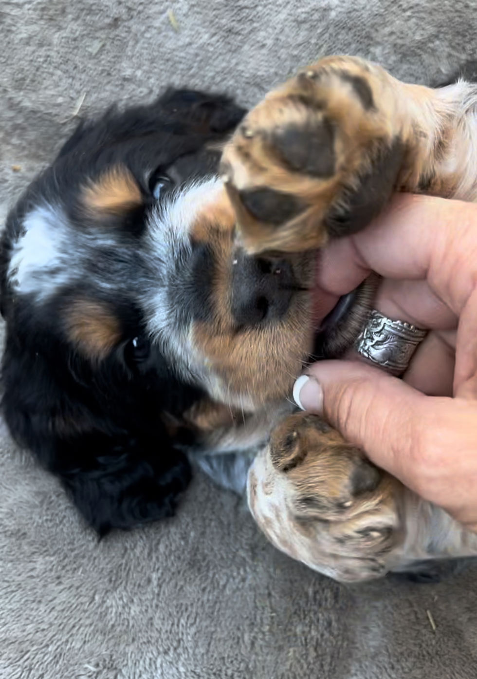 Springers are loving, energetic, and wonderful family pet