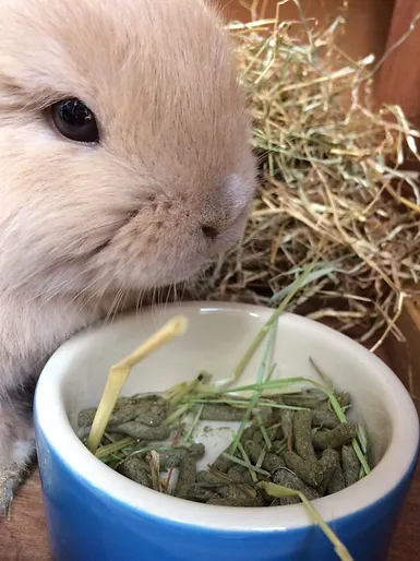 mini lop lionhead