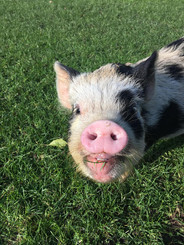 PIG!.jpg