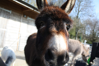 Donkey