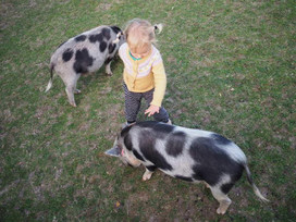 Friendly pigs.jpeg