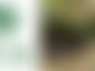 Our Tree Planting Session