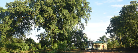 tree tourism cover.JPG