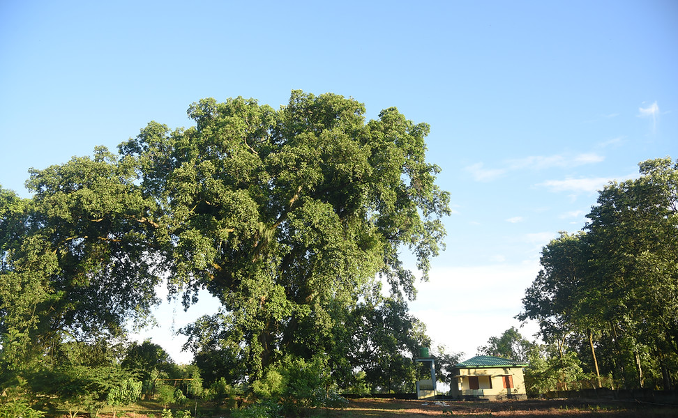 tree tourism cover.JPG