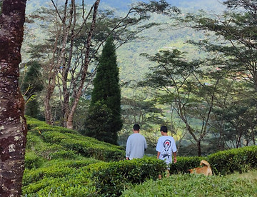 samabeong tea garden tour.jpeg
