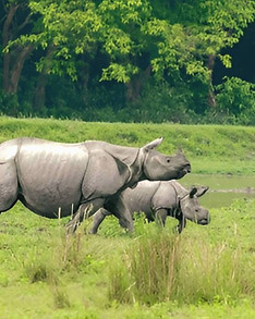 Kaziranga01