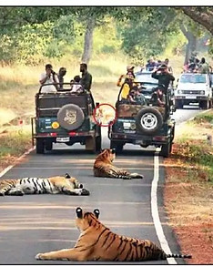 Tadoba 03.jpeg