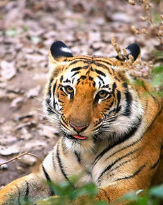 Corbett 18.jpg