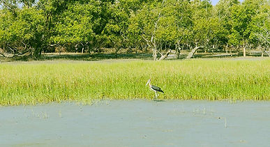 Sunderban01.jpg