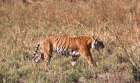 Corbett 04_edited.jpg
