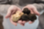 hands holding white and black truffles