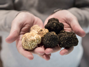 The ultimate guide to truffles